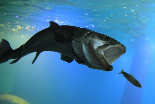 北海道にしか生息しない幻の巨大魚・イトウが生きたニジマスを追いかけ食べる様子