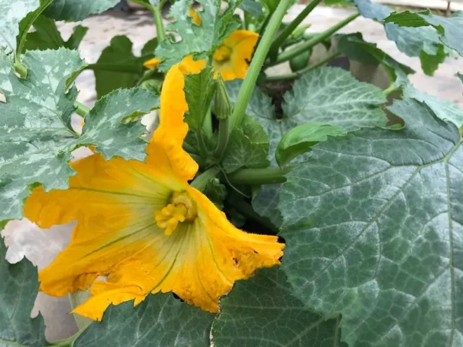 ズ​ッ​キ​ー​ニ​の​花​