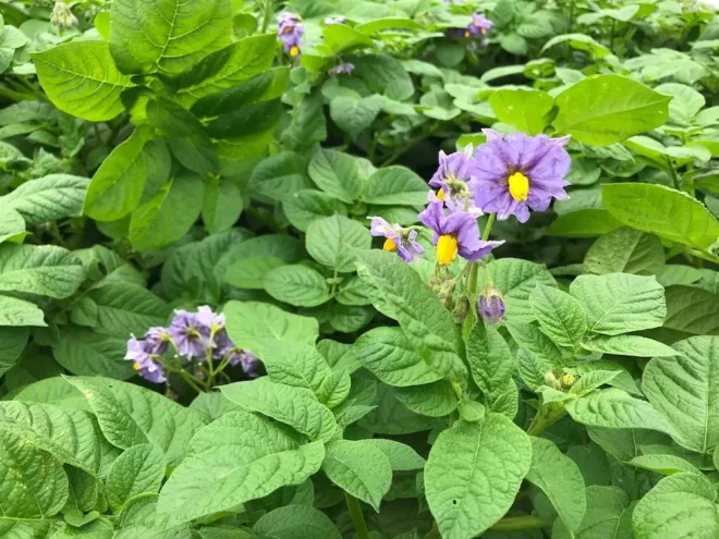 「​男​爵​」​の​花​＝​写​真​＝​は​全​体​に​薄​紫​