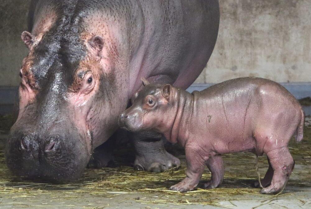 旭山動物園でカバの赤ちゃん誕生 27年ぶり Mamatalk