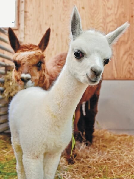 ６年ぶりアルパカの赤ちゃん誕生 釧路市動物園 Mamatalk