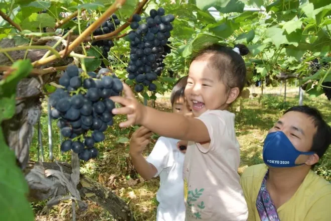 大きな実がなったブドウを収穫する子供たち