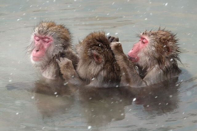 サルのんびり 温泉入浴 函館市熱帯植物園 Mamatalk
