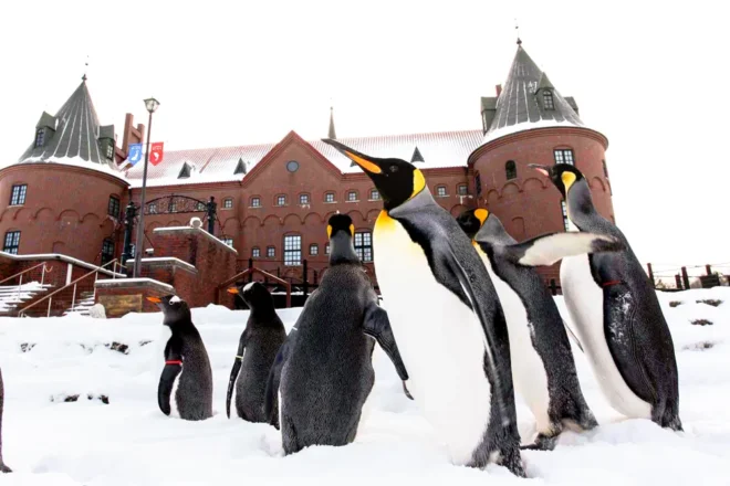 ペンギン館の仲間たちがヨチヨチ歩く「ペンギンパレード」は大人気イベント