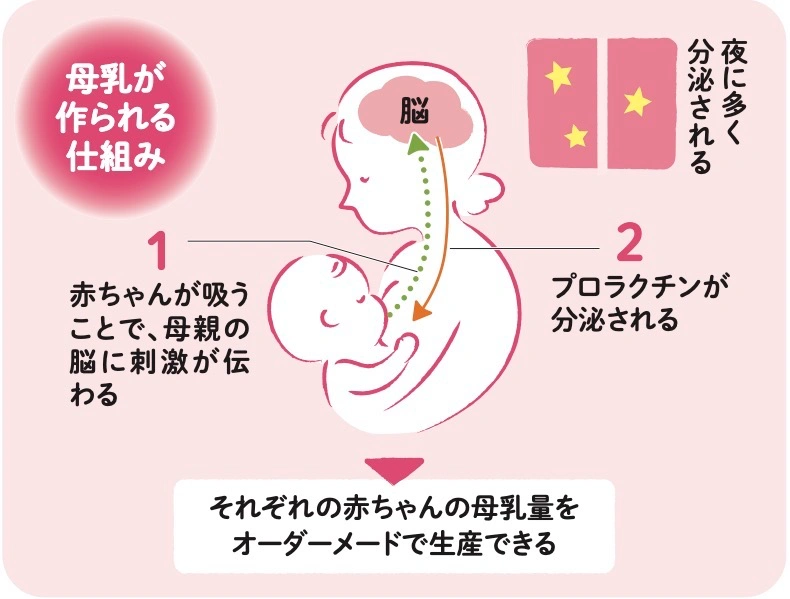 母乳が作られる仕組み