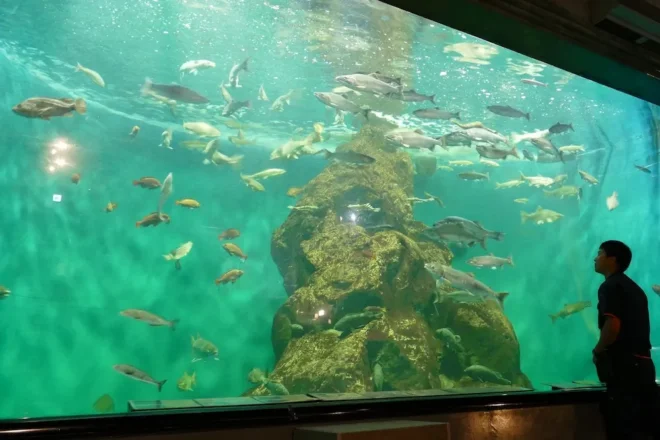 館内で一番大きな「海水大水槽」には標津沿岸の魚を展示（標津サーモン科学館提供）