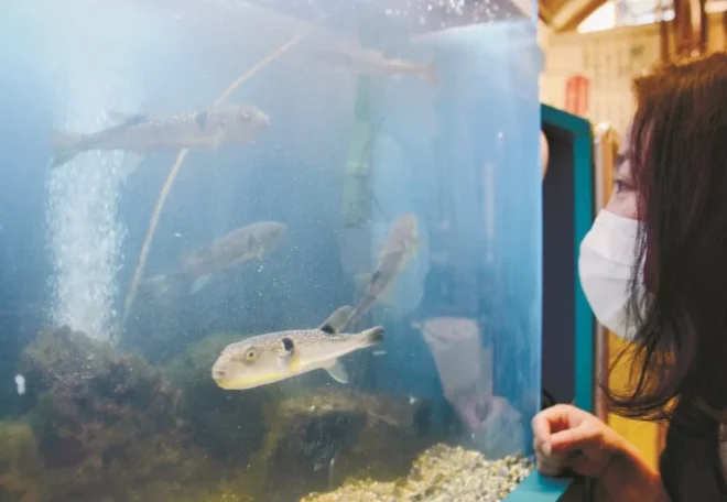 函館朝市ミニ水族館の水槽内ですいすいと泳ぎ回るマフグ