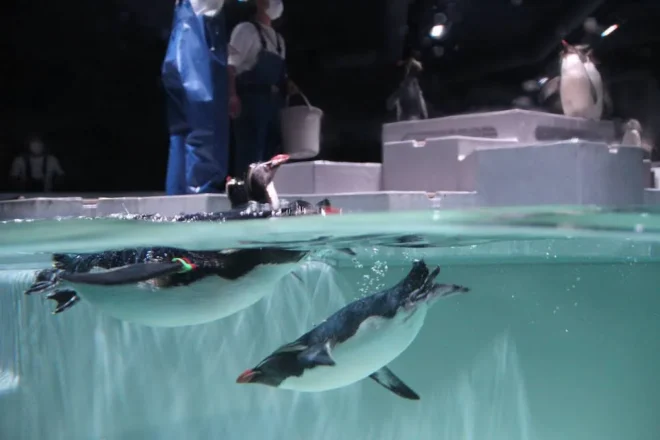ペンギンが泳ぐ姿を間近で観察できるアオアオの水槽