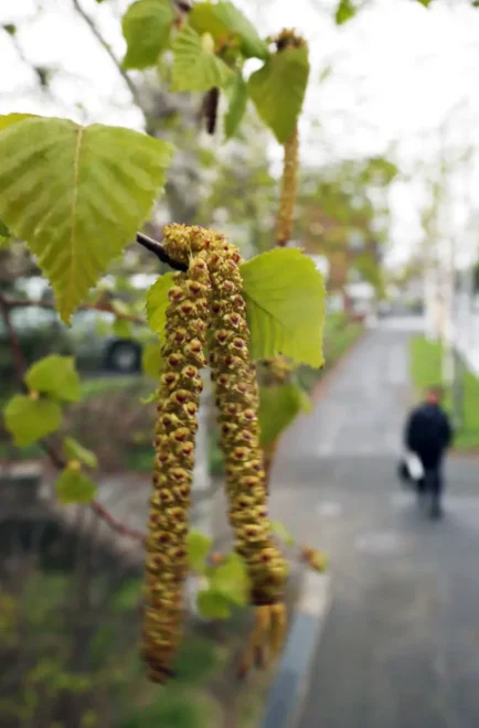花粉を飛ばすシラカバの雄花=2013年、札幌市内