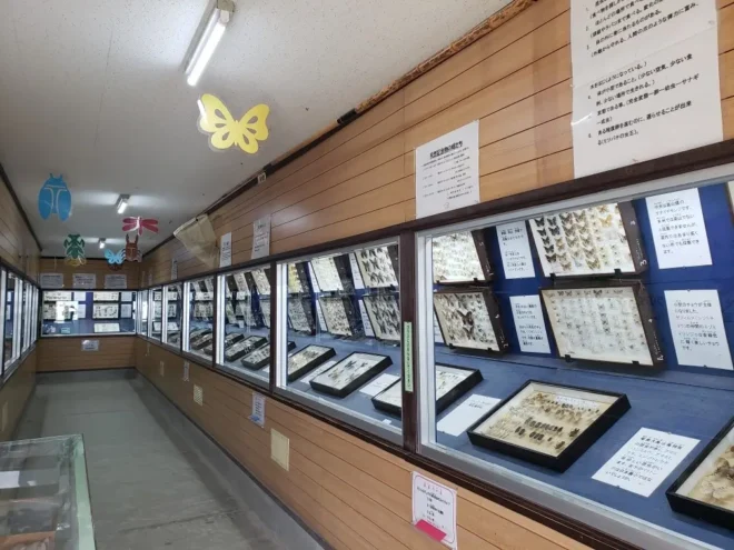 カブトムシやチョウ、サソリなどの標本も展示