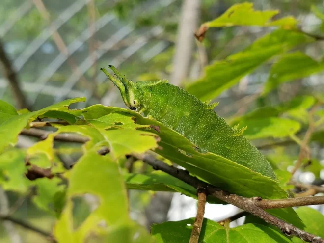 エゾエノキの葉に止まるオオムラサキの幼虫