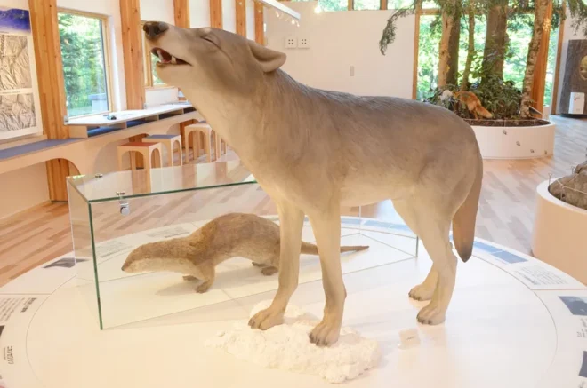 絶滅してしまったエゾオオカミの模型も展示