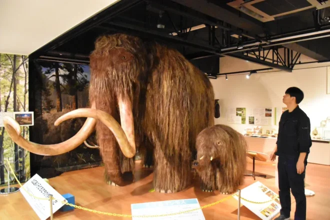ケナガマンモスの等身大模型の前で、今回のプロジェクトについて説明する畠学芸員