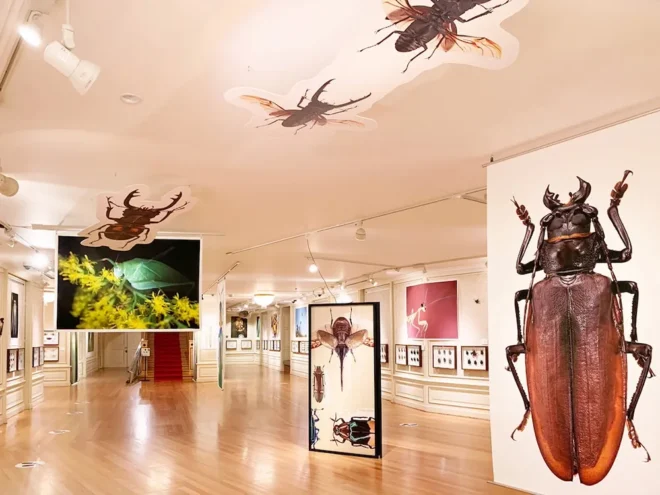天井にも壁にも、珍しい昆虫の標本や迫力ある昆虫写真がびっしり！ (c)KoshuEndo