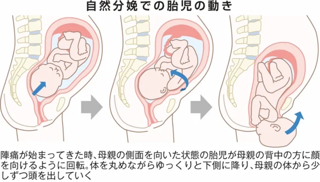 自然分娩での胎児の動き
